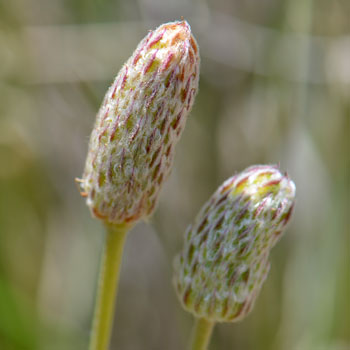 Anemone tuberosa, Tuber Anemone